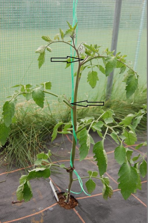 ziek Verouderd architect Tomaten kweken in 6 maanden van zaaien tot tomaten oogsten