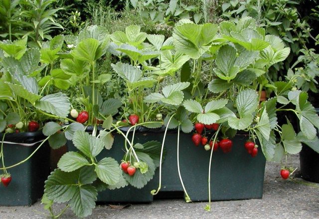 Verder bouw geld Aardbeien kweken - 7 tips & methodes voor massa's aardbeien