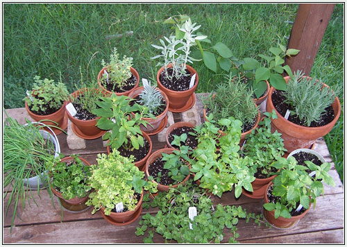 Kruiden kweken in je eigen tuin voor 12 maanden per jaar op je