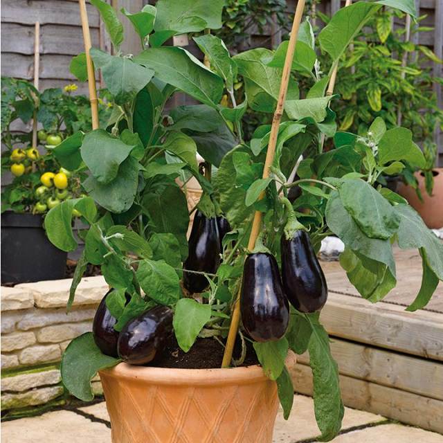 Planter et entretenir l'aubergine